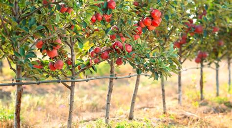 Staking Your Apple Tree: What, Why, And How For Strong Growth.